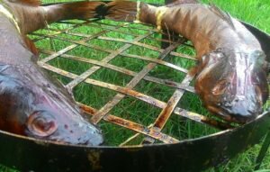 Рыбацкие вкусняшки. Копченый судак