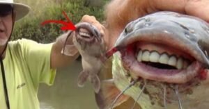 Рыба-сом с человеческими зубами