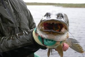 Весенний жор щуки. Опоздал или нет?