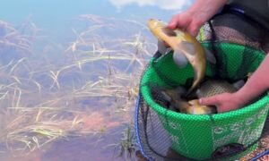 Парочка секретов ловли линей и карасей