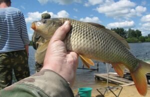 Кукурузные лакомства для карпа