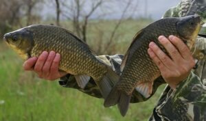 Начало рыболовного сезона или, когда просыпается карась