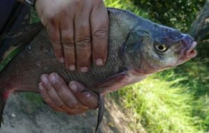 Все секреты ловли крупных лещей