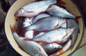 Суперская прикормка для плотвы