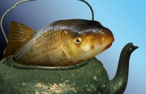 Ловля карпа чайником