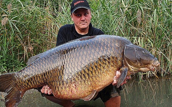 Сколько живет карп?