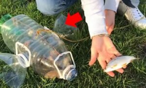 Простейшая ловушка для ловли карасей за пять минут