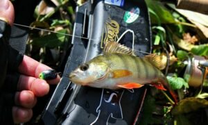 Соблазни окуня колебалкой… Уловистые приманки на окуня