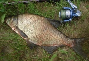 Рецепты злаковых миксов для удачных рыбалок на леща