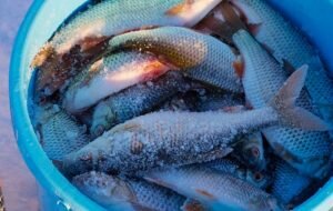 Зимняя плотва на особую наживку