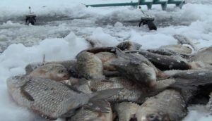 Все, что нужно знать о ловле карася в глухозимье