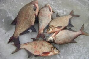 Тонкости прикармливания леща в зимнее время