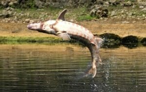 На въезде в Москву ловят осетров с икрой