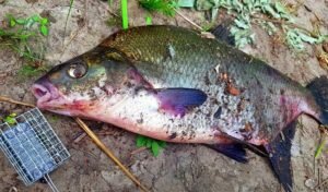 Сухой паек для леща (и не только)