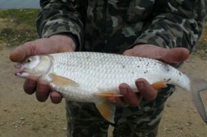 Прикормки для плотвы, доступные всем и каждому