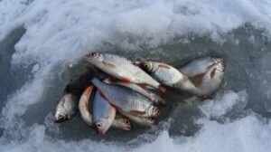 Интересные особенности при ловле тарани со льда