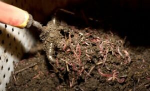 Бизнес на разведении червей. Доступен даже школьнику