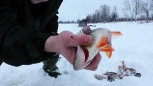 А мертв ли рыболовный сезон в феврале?