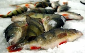 Хитрости поиска рыбы на зимнем водоеме