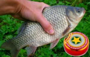 Советская «Звездочка» и другие СУПЕР ароматизаторы для карасей