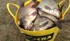 Опасная слизь леща