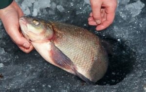 Гороховая прикормка для ловли леща зимой