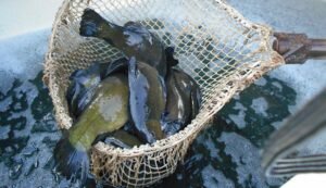 Советы профессионалов по ловле крупных линей