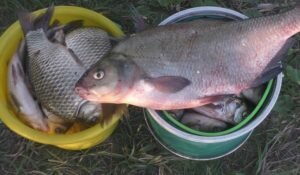 Медовая перловка – на трофейных леща и карася