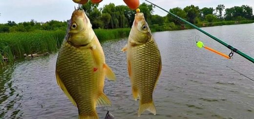 Ловля карасей на снасть «банан». Преимущества данной оснастки