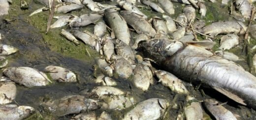 Сначала Волга, теперь Байкал. Скоро без рыбы совсем останемся...