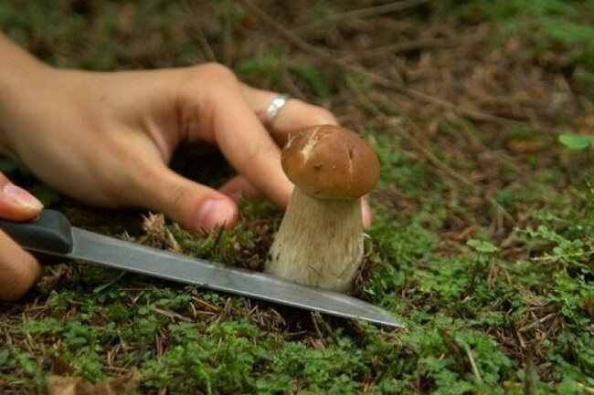 Лицензия на сбор грибов и ягод в лесу сделает пенсионеров предпринимателями